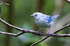 Blue-gray Tanager